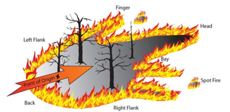 RÁCZ SÁNDOR: Firefighting problems in case of large outdoor fires. Figure 3- The anatomical parts of a forest fire.