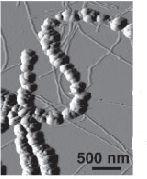III.4. PEPTID ALAPÚ NANO-VEZETÉK HÁLÓZATOK Az amyloid peptidek kedvezı fizikai-kémiai tulajdonságai (Knowles et al.