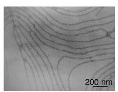 Számos eredmény bizonyítja az amyloid alapú nano-skálájú struktúrák relevanciáját és elvi mőködıképességét (Gazit, 2007; Reches and Gazit, 2003).