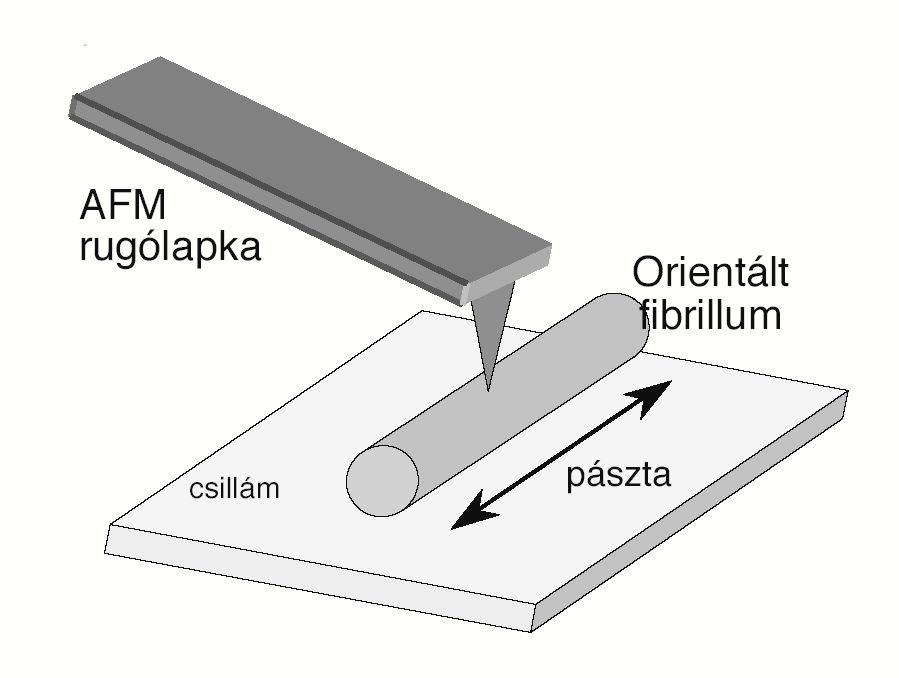 V.7. AMYLOID POLIMERIZÁCIÓ PÁSZTÁZÓ PRÓBA KIMOGRÁFIÁS ANALÍZISE A módszerben felhasználtuk az Aß25-35 fibrillumok csillámfelszíni, valamint az Aß1-42 fibrillumok grafit felszíni orientációját, azaz