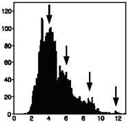 Gyakoriság Magasság (nm) 14. Ábra. A hisztogram a topografikus magasság eloszlást mutatja az Aß1-42 fibrillumok tengelyében. Az átlagos magasság 22 fibrillum analizálása után 4,77±1,82 nm.