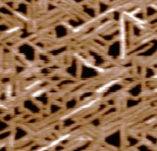 Ez a ~0,8 nm-es magasságkülönbség megegyezik egy β-lemez vastagságával, tehát a csillámfelszínen kialakuló fibrillumok feltehetıen változó számú, a fibrillum hossztengelyére merılegesen egymáshoz