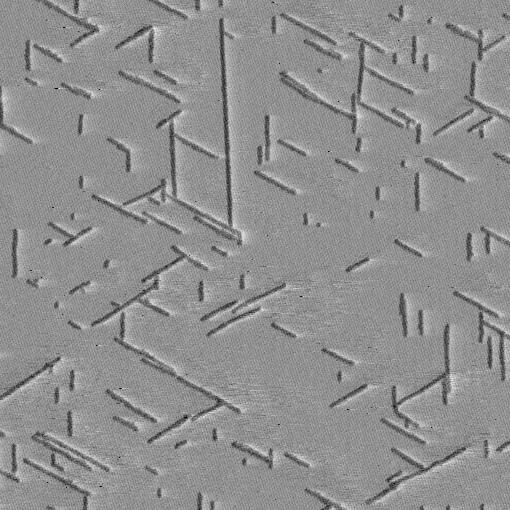 ábra). A mérés kezdetén globuláris jellegő, tehát az alkalmazott rugólap tőátmérıjével összevethetı mérető, partikulumok és rövid, 50-100 nm hosszú fibrillumok figyelhetık meg.