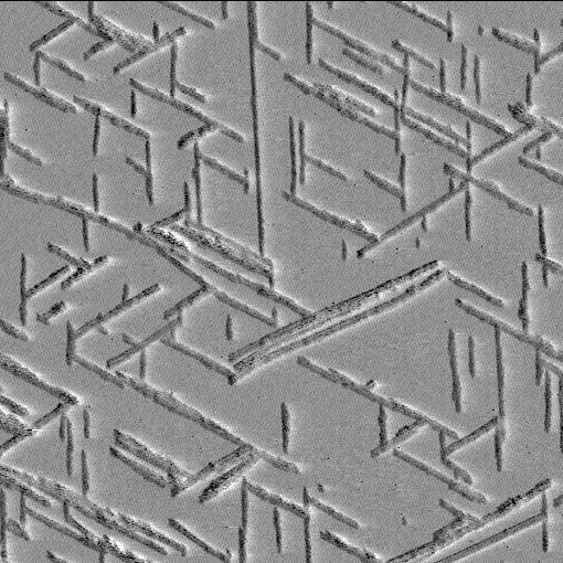 Megfigyeltük, hogy a fibrillumok mindkét végükön növekednek, a növekedési sebesség pedig elérheti a 100 nm/perc értéket. 0 perc 25 perc 50 perc 75 perc 500 nm 27. Ábra.