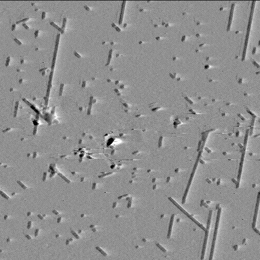 Megjegyzendı, hogy 30 mm K + jelenlétében új magok lekötıdése gátolt, ugyanakkor fibrillum növekedés megfigyelhetı.