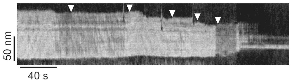 asszociálódott fibrillumokból kinövı, a hosszabb, több száz nanométeres fibrillumok melyekre növekedésük során a lépésszerő hosszúságváltozások fluktuációja jellemzı.