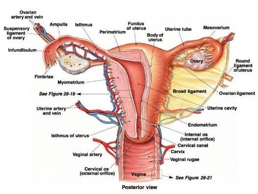 BETEGTÁJÉKOZTATÓ Méhtükrözés (Hysteroscopia) Beteg neve: Születési idő: T.A.J.: A kezelőorvos (felvilágosítást adó orvos) neve:.