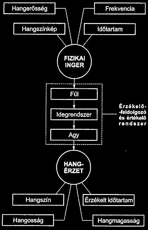 Összetett folyamat szubjektív tényezőkkel Fizikai folyamatok: levegőben, szilárd testben, folyadékban terjedő rezgés Biológiai folyamatok: több szintű idegrendszeri feldolgozás Egyénenként változó