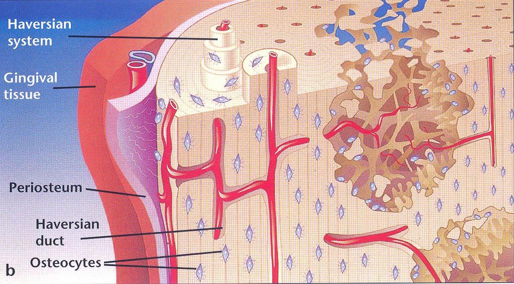 A CSONTSZÖVET MIKROSZKÓPOS SZERKEZETE A csontszövet elemei: Sejtek: Osteoblast Periosteális endosteális osteocyta osteoclast