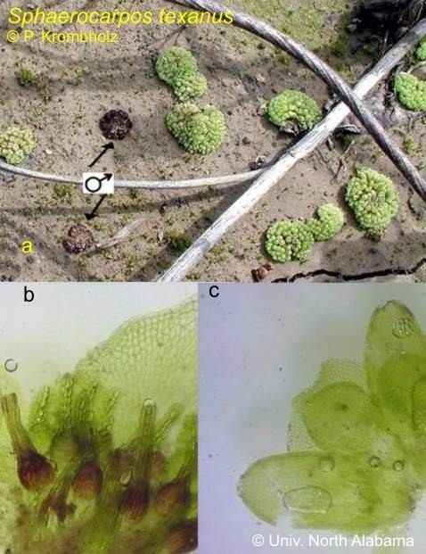 Sphaerocarpales