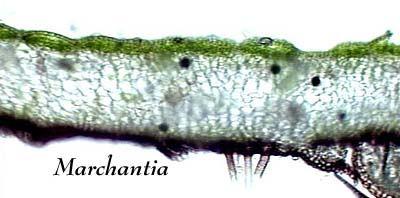 Marchantia csillagos májmoha Jól differenciált