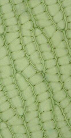 pulcherrimum