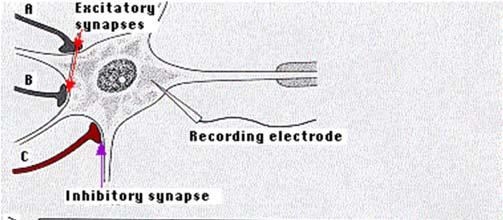 Az elektroos jellezők hatása a jelátadás sikerességére térbeli szuáció: egyidejűleg, több ponton érkező küszöb alatti ingerek összegződése időbeli szuáció: egyazon pontba érkező küszöb alatti ingerek