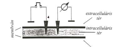 A sejtebrán elektroos odellje: extracelluláris tér I elektrootoros erő A nyugali potenciál egváltozása ebrán ++++ ---- I I I Cl Na K g Na g K g Cl U vezetőképesség kapacitás 1.
