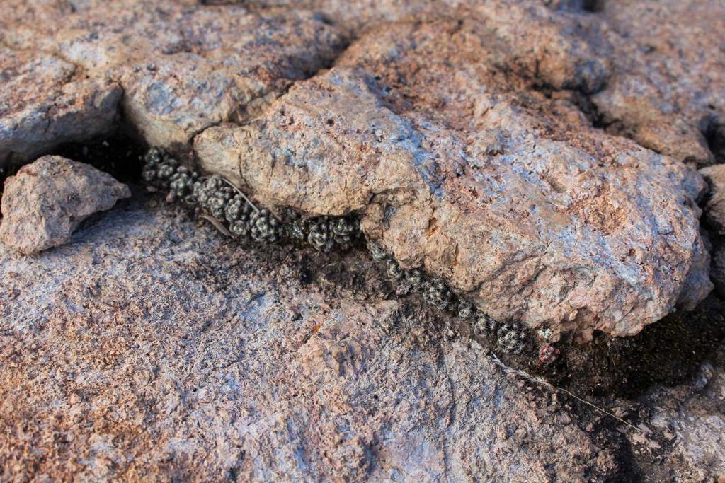 VARGA Zoltán: Mammillaria saboae subsp. roczekii RISCHER & KRÜGER 2003 A Mammillaria saboae ssp. roczekii taxon a legújabb tagja a M. saboae fajnak.