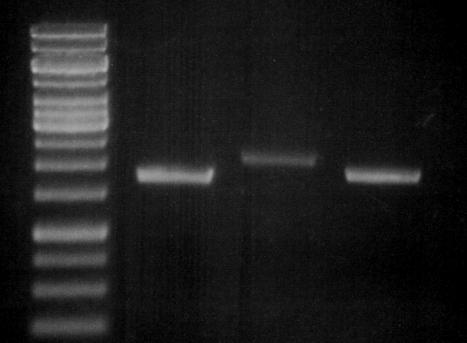 A, 1. 2. 3. 4. B, 1. 2. 17. Ábra. A double-joint PCR során amplifikált DNS-szakaszok. Az első lépés (A): 1. GeneRuler 1 kb DNS létra (Thermo Scientific), 2. A amplikon, 3. B amplikon, 4. C amplikon.