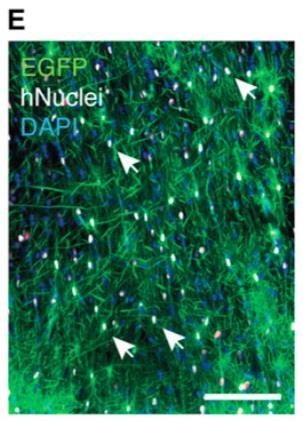 Hippocampus, cortex