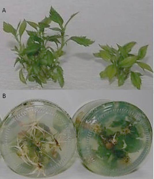 238 DOBRÁNSZKI JUDIT 3. ábra. Normál és törpe in vitro hajtásfejlődés (A), normál és gátolt in vitro gyökeresedés (B) almánál.