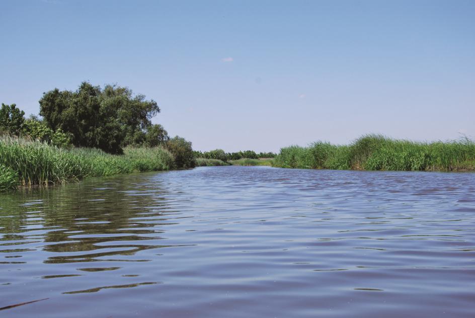 A Körös Maros Nemzeti Park folyóinak folyami szitakötői (Odonata: Gomphidae) 3.1.8. Hortobágy-Berettyó A Hortobágy-Berettyó (11.