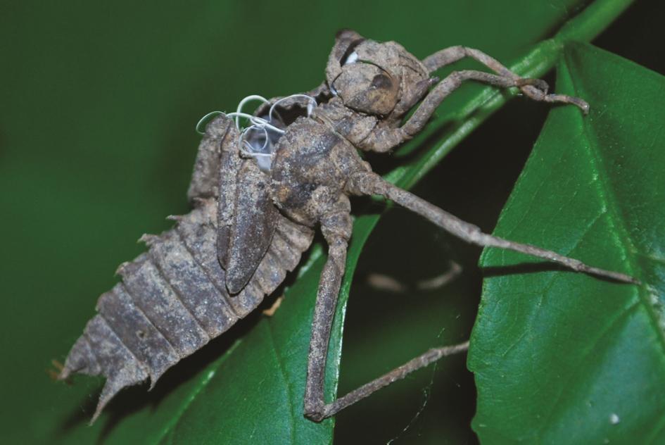 A Körös Maros Nemzeti Park folyóinak folyami szitakötői (Odonata: Gomphidae) 12. kép. A kétfoltos szitakötő (E. bimaculata) exuviuma, Kettős-Körös, 2013.05.13. (fotó: Móra Arnold). Picture 12.