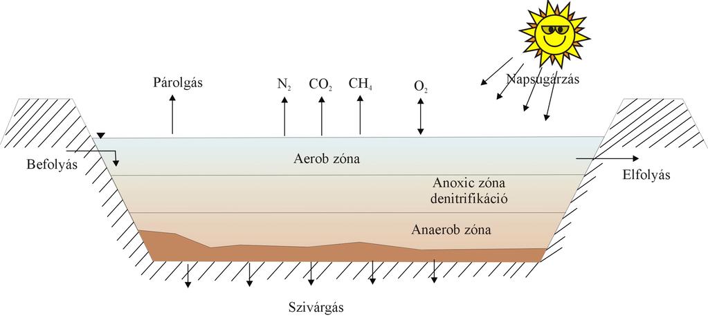 TAVAS SZENNYVÍZTISZTÍTÓ RENDSZEREK A tavak az I., a II. vagy a III. tisztítási fokozat szerepét töltik be. Utótisztításként is alkalmazzák.