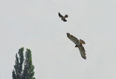 Adatok a Turjánvidék madárfaunájához 983 2. ábra. Hamvas rétihéja (Circus pygargus) és kígyászölyv (Circaetus gallicus) a Turjánvidéken (fotó: Kaufman Gábor) 3. ábra. Az első síkvidéki kígyászölyvpár (Circaetus gallicus) fészkelőhelye a Turjánvidéken (fotó: Turny Zoltán) éleslőtér XX.