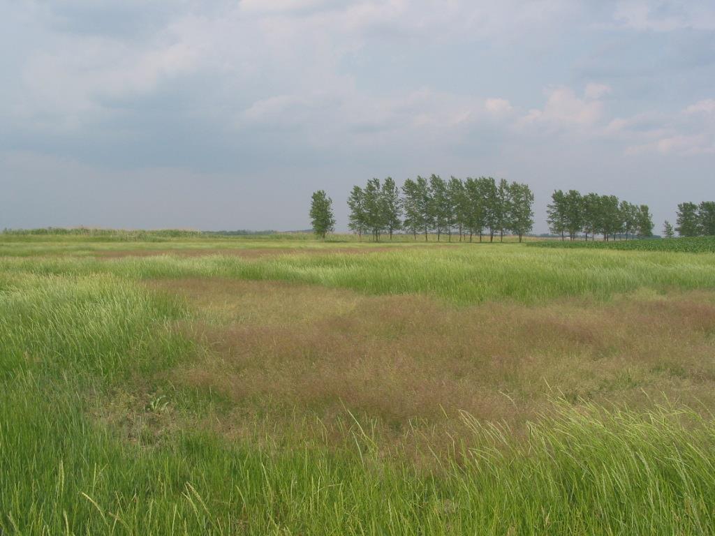 Távérzékelés (Pechmann et al.