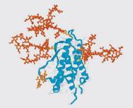 pentasaccharide complex human