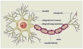 Szövetek Azonos típusú és működésű sejtek szövetekké szerveződnek.