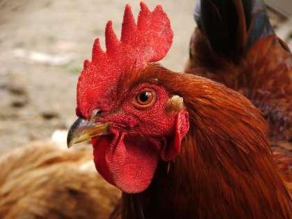 Ha követik a mendeli egyfaktoros öröklésmenetet, (F2 = 3:1) akkor allélikus kölcsönhatásról van szó. IV.