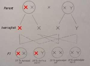 X-kromoszómához kötött recesszív öröklődés Szülők: Hordozó, de egészséges nő (XX) Egészséges férfi (XY) Ivarsejtek: beteg X, X, / X, Y Első generáció lehetséges utódai: 25% hordozó nő (XX) 25% beteg