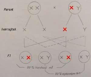 egészséges férfi (XY) Az X-kromoszómához kötött recesszív öröklésmenet jellemzői Jóval több érintett férfi, mint nő. Érintett nők homozigóta recesszívek (XX), az érintett férfiak hemizigóták (XY).