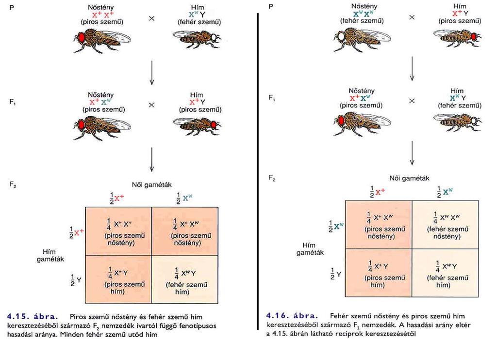 Az ecetmuslica - Drosophila - szemszínének öröklődése Az ecetmuslica a genetikai kísérletek kedvelt modellállata, mivel könnyen tenyészthető, rövid az életciklusa, sok utódot hoz létre, nagyszámú,