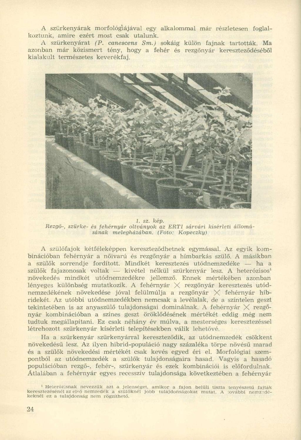 A szürkenyárak morfológiájával egy alkalommal már részletesen foglalkoztunk, amire ezért most csak utalunk. A szürkenyárat (P. canescens Sm.) sokáig külön fajnak tartották.