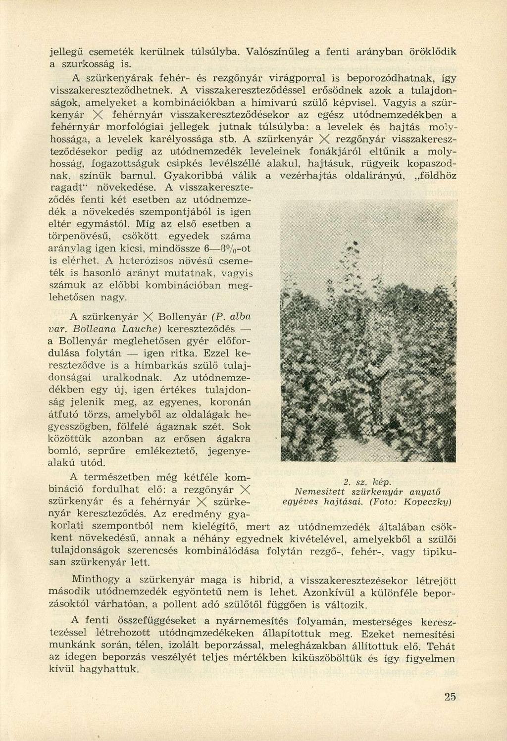 jellegű csemeték kerülnek túlsúlyba. Valószínűleg a fenti arányban öröklődik a szurkosság is. A szürkenyárak fehér- és rezgőnyár virágporral is beporozódhatnak, így visszakereszteződhetnek.