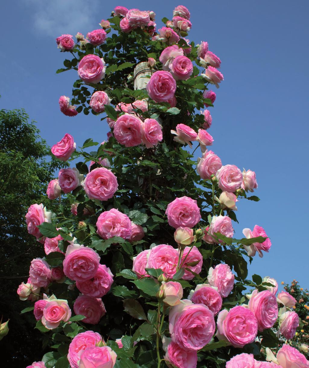 Rózsaújság magyar rózsabarátok társasága 2014. JÚNIUS 7. Évfolyam 2014. június 07. Pünkösd www.worldrose.