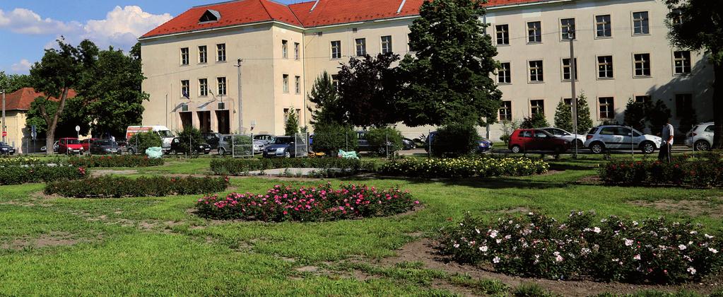 2014. JÚNIUS Az elmúlt évek tapasztalatai alapján jól ismert tény, hogy a Pierre de Ronsard fajta gyenge pontja, hogy a hosszantartó nedvességre érzékenyek a szirmai.