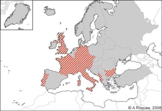 Rhagoletis