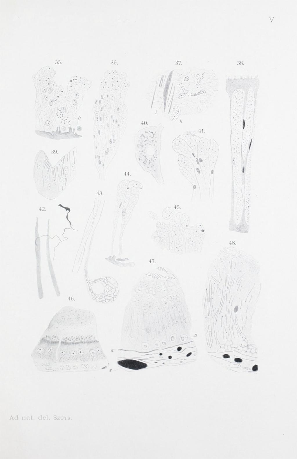 Ann. Mus. Hung. XI.