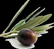 Az olajfa (oliva) levél kivonat rendszeres szedése hozzásegít ahhoz, hogy közérzetünk tartósan javuljon, az immunrendszeri betegségekkel (pl. influenza) szemben nagyobb legyen ellenálló képességünk.