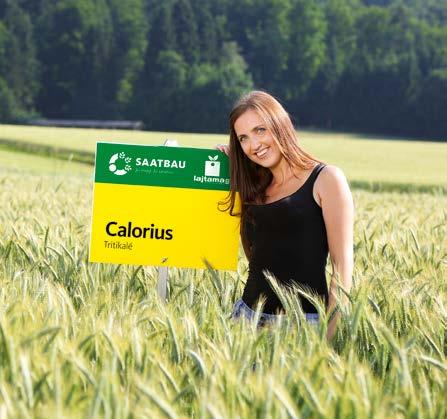 Ezerszemtömege, hektolitersúlya és fehérje tartalma közepes. Vörös rozsdára és anyarozs fertőzésre kiválóan ellenáll.