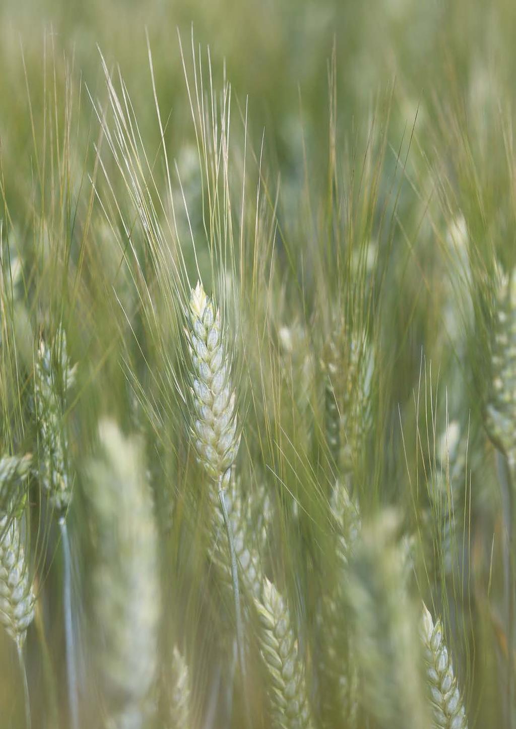 ŐSZI DURUM BÚZA LUNADUR Amitől durum a durum LUNADUR korai érésidejű, magas terméspotenciálú durum búza. Rendkívül tetszetős, nagy szemű fajta. Télállóságban hasonlóan kiemelkedő, mint a LUPIDUR.