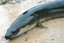 glazúr 120-170 g ömlesztett 5kg 5% Akció/ Tipp Fogasfilé, 10% glazúr 170-230 g