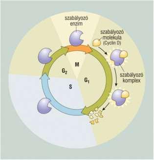 A sejtciklus