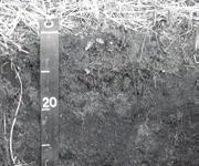 Talajtani Vándorgyűlés, Nyíregyháza, 2008. május 28-29. H1-es és H2-es talajszintjében 35% ill. 27%-os szervesanyag tartalmakat mértünk (1. táblázat).