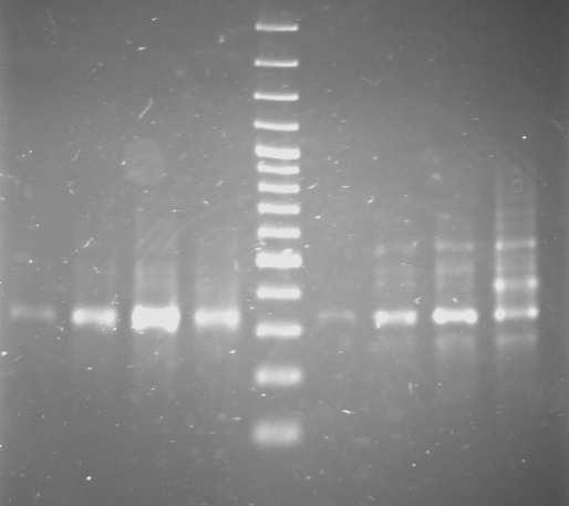 A szubtraktált termékeket PCR-rel, két különböző puffert használva, felszaporítottuk.