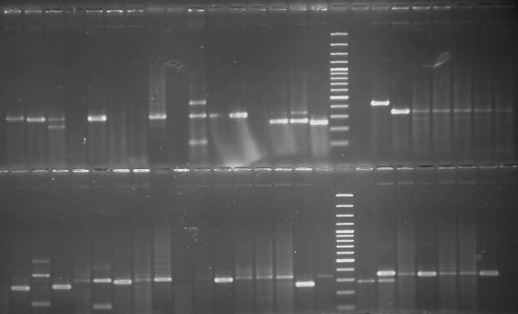 A 16 PCR ciklussal kapott termékeket beklónoztuk, és a kolóniák közül kiválogattuk a szubtrakciós termékekkel azonos méretű fragmentumot tartalmazókat (7. ábra).