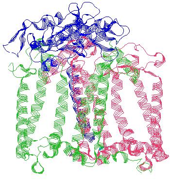 Az LM-komplexhez kapcsolódnak a redoxaktív kofaktorok: - négy bakterioklorofill (Bkl), - két bakteriofeofitin (Bfeo), - két kinon (Q) és - egy nem-hemtípusú vas (. ábra). 1. Ábra A Rb.