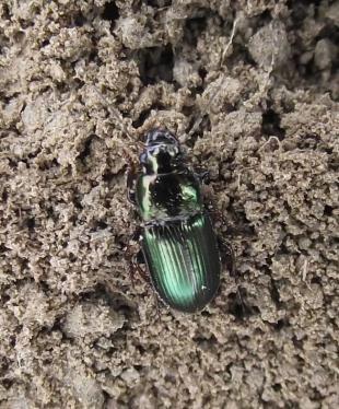 ábra Carabus coriaceus Linnaeus, 1758, Budaörs,