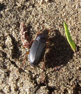 ábra Harpalus rufipes (De Geer, 1774), Gödöllő,